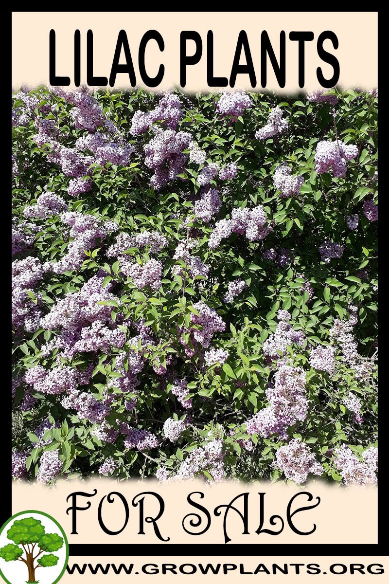 Lilac plants