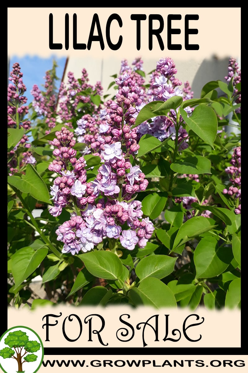 Lilac tree
