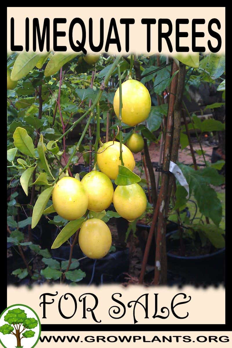 Limequat trees