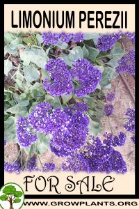 Limonium perezii for sale
