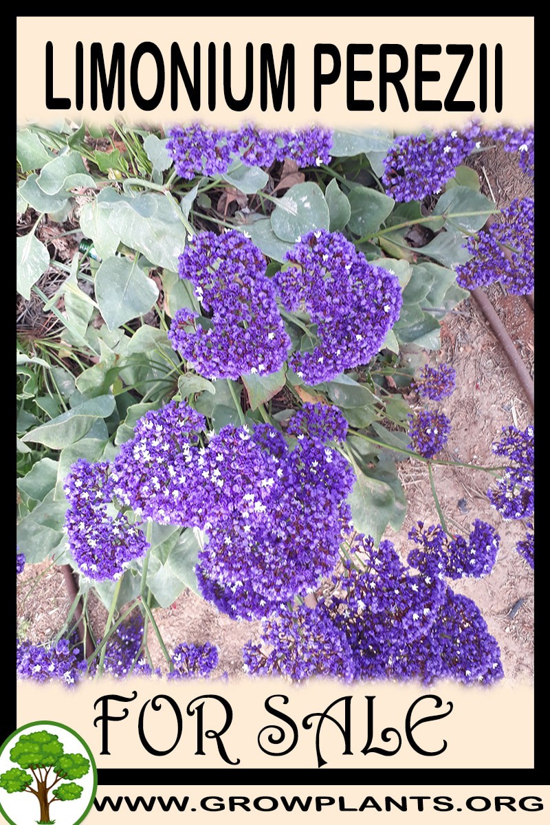 Limonium perezii