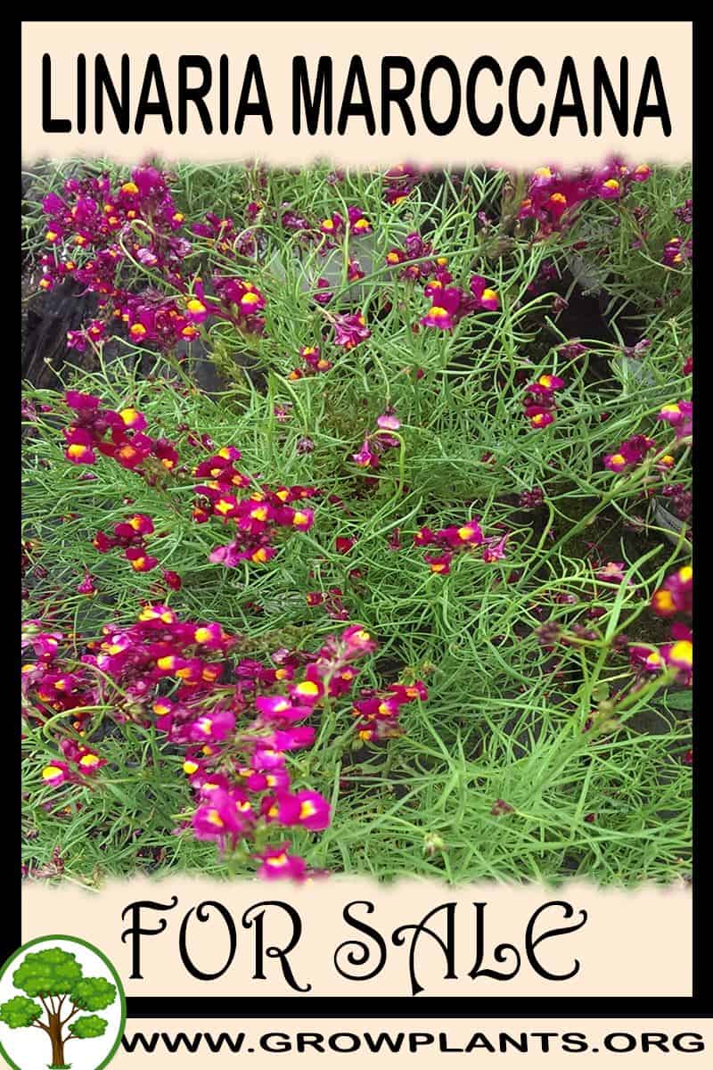 Linaria maroccana