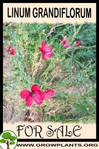 Linum grandiflorum for sale