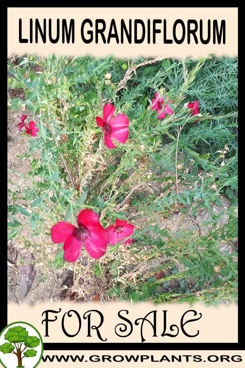 Linum grandiflorum