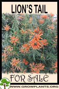 Lion’s tail for sale