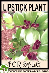 Lipstick plant for sale