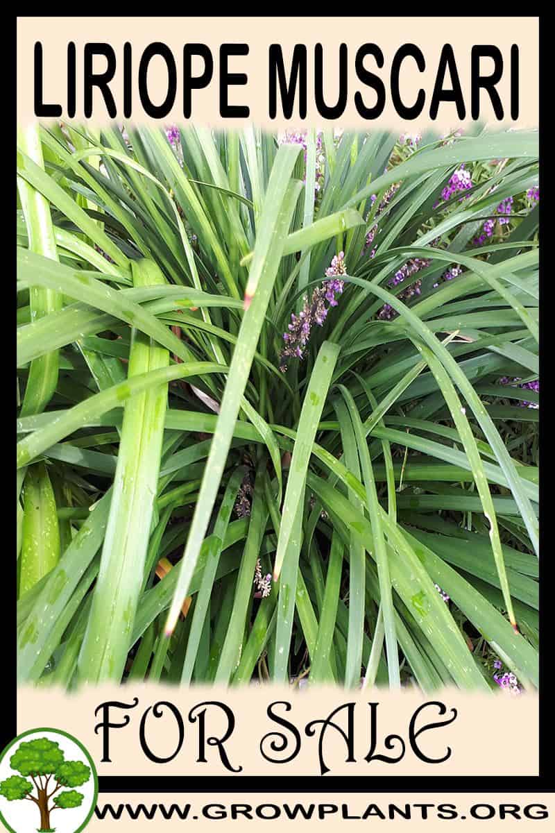 Liriope muscari