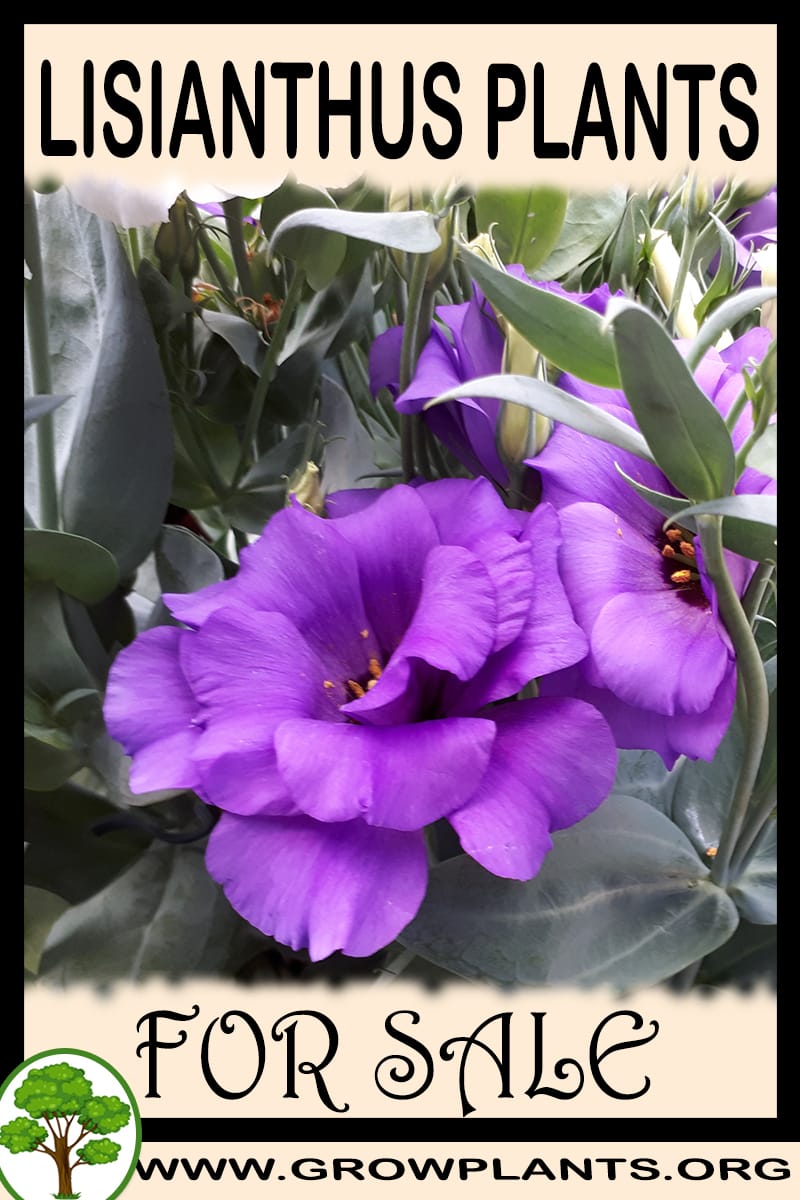 Lisianthus plants