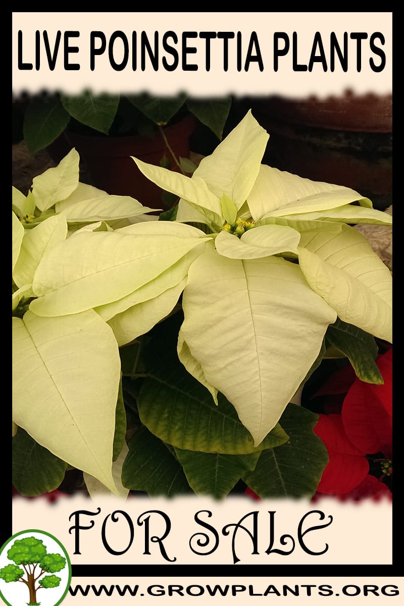 Live poinsettia plants