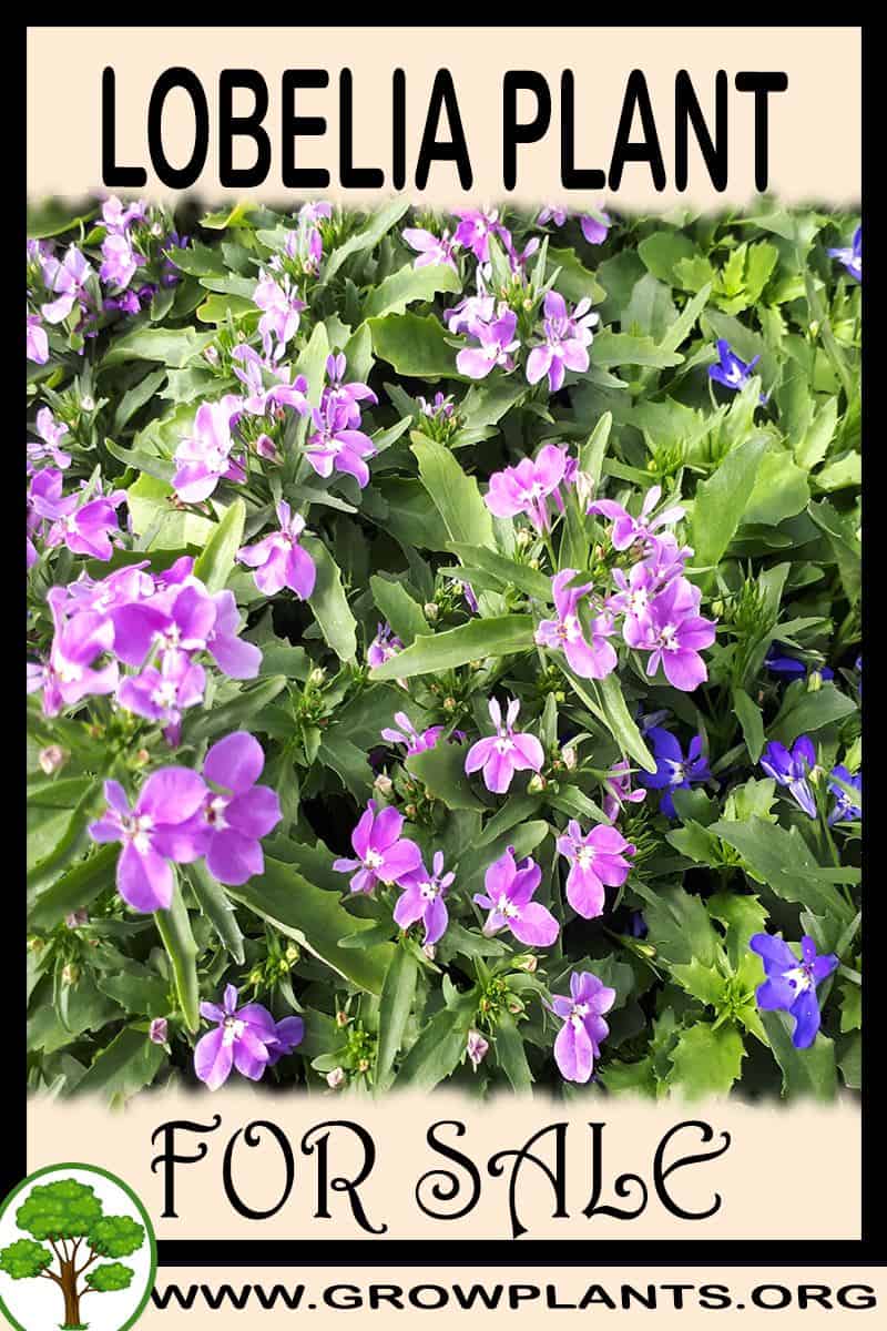 Lobelia