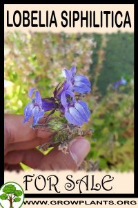 Lobelia siphilitica for sale