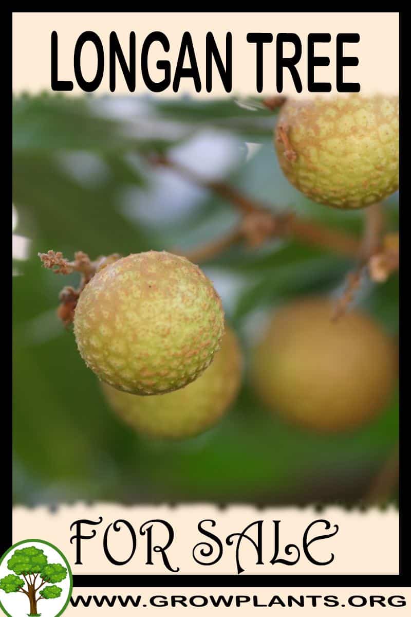 Longan tree