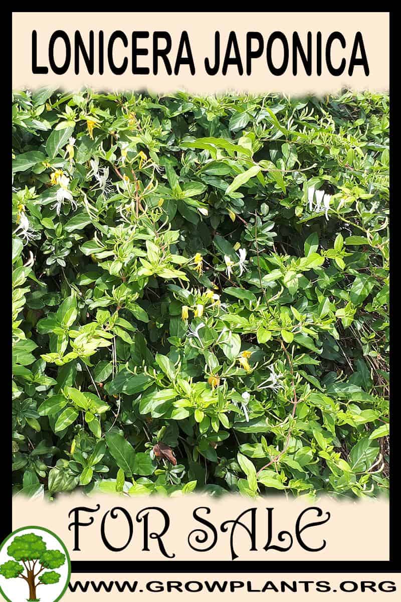 Lonicera japonica