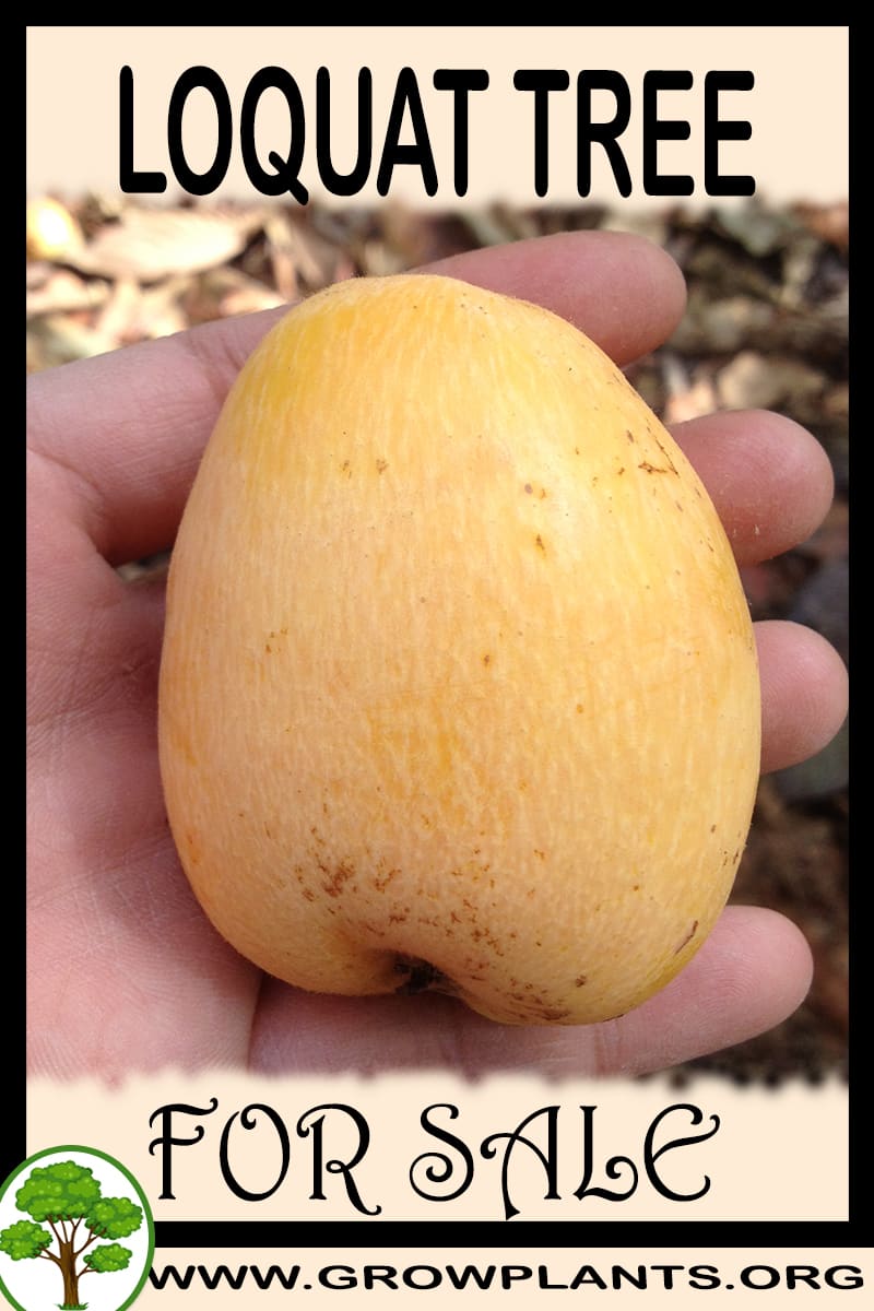 Loquat tree