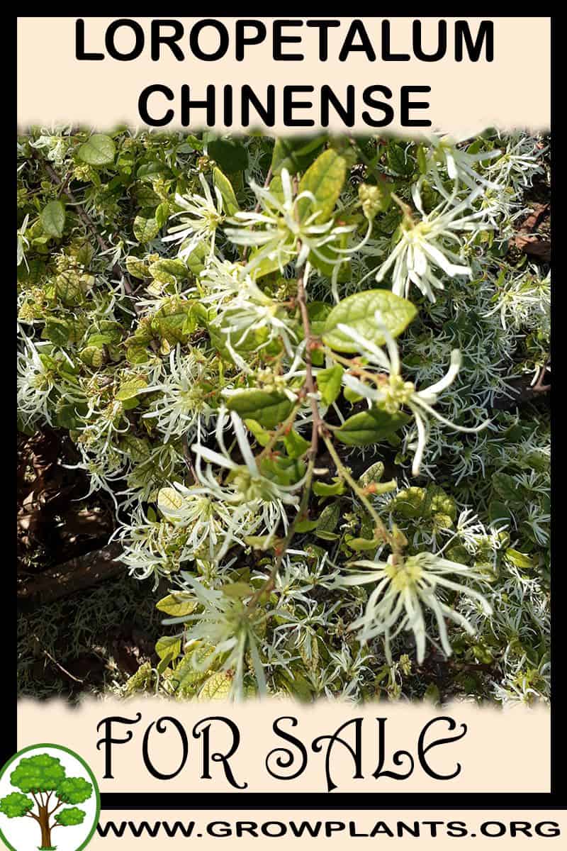Loropetalum chinense