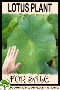 Lotus plant for sale