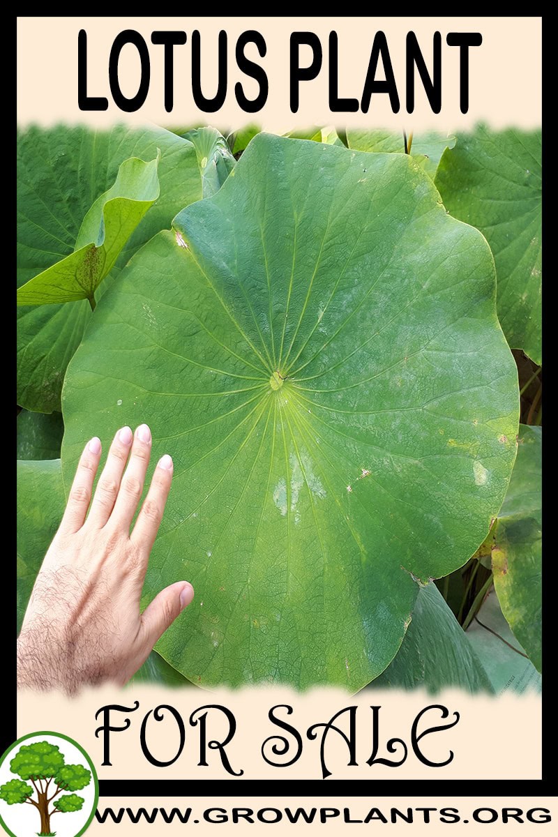 Lotus
