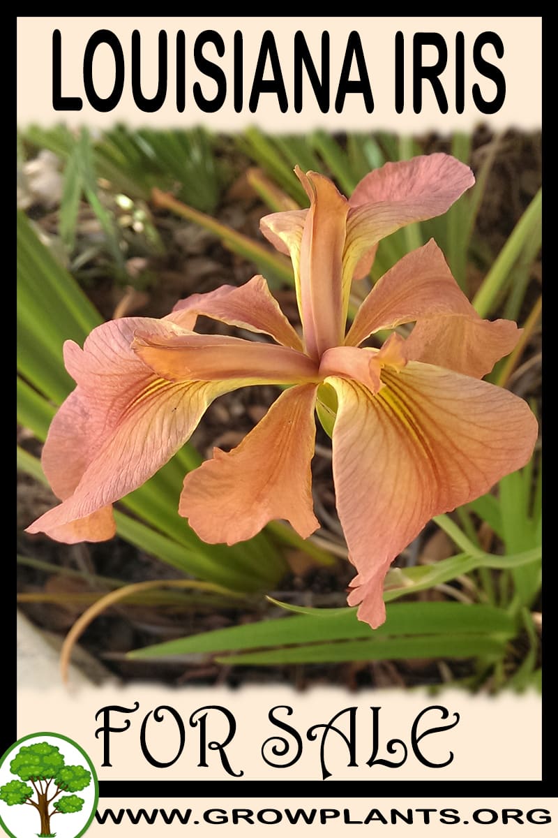 Louisiana iris