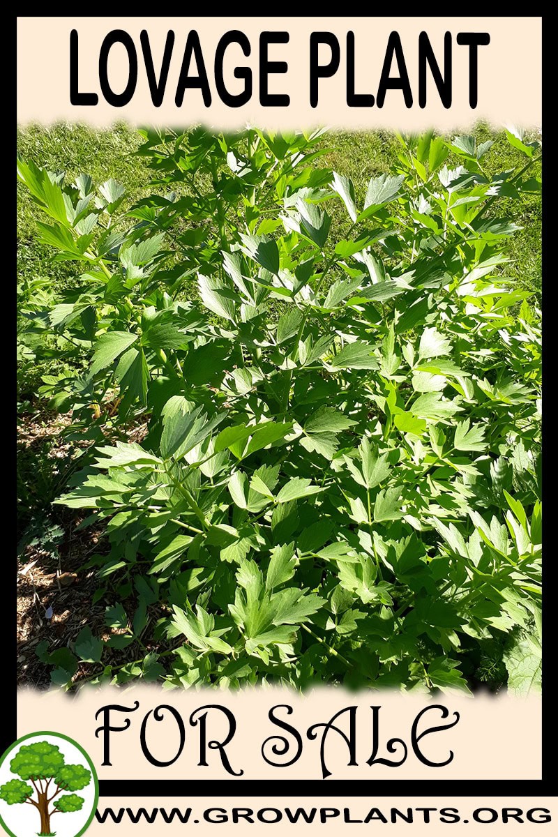 Lovage