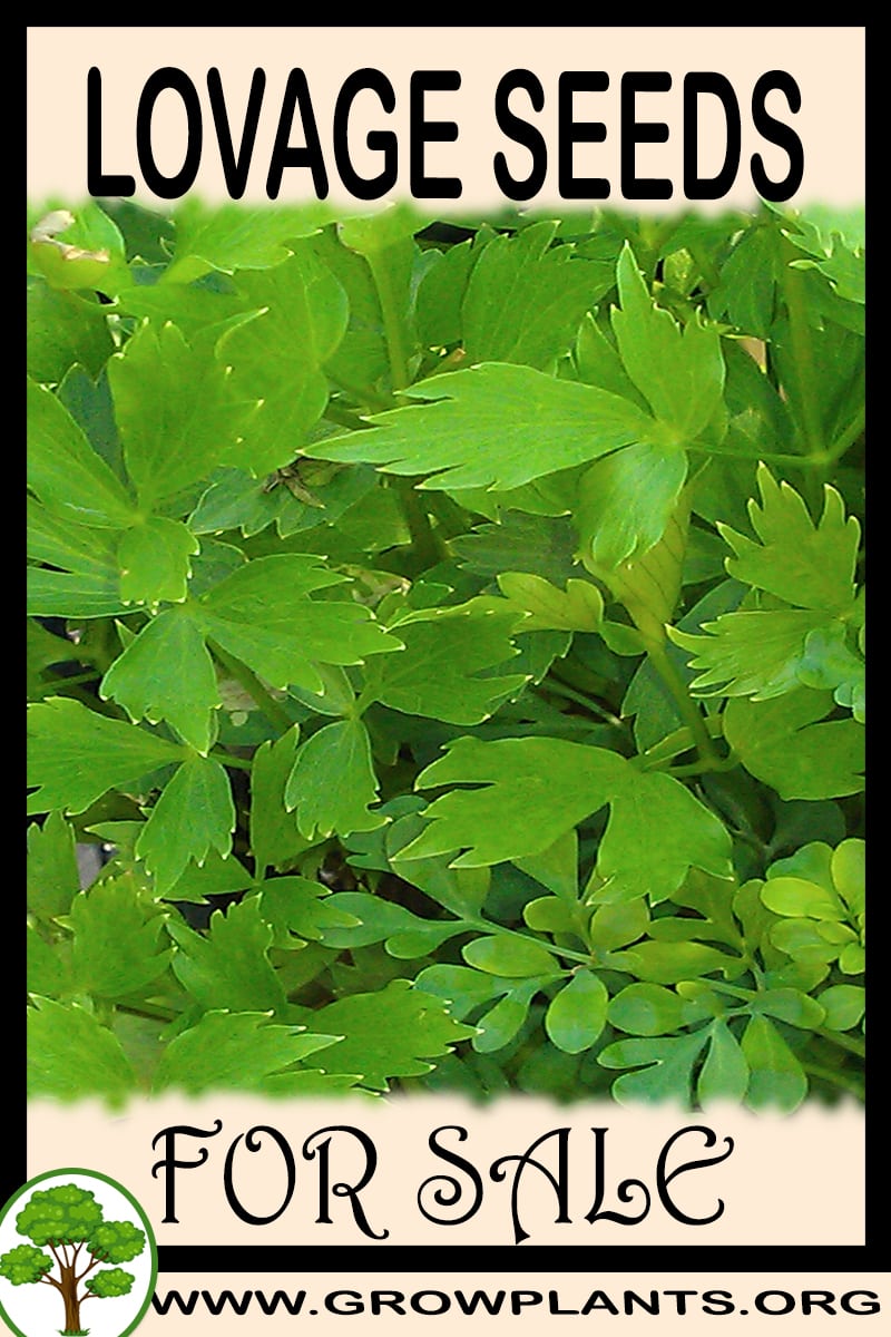 Lovage seeds