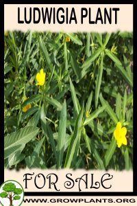 Ludwigia for sale