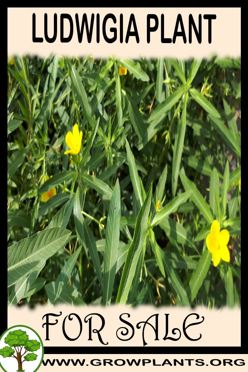 Ludwigia