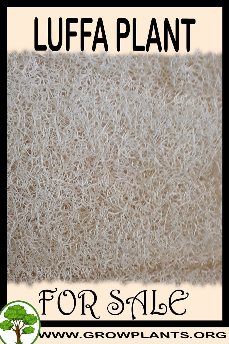 Luffa