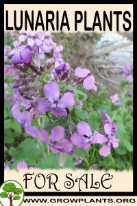 Lunaria plants for sale