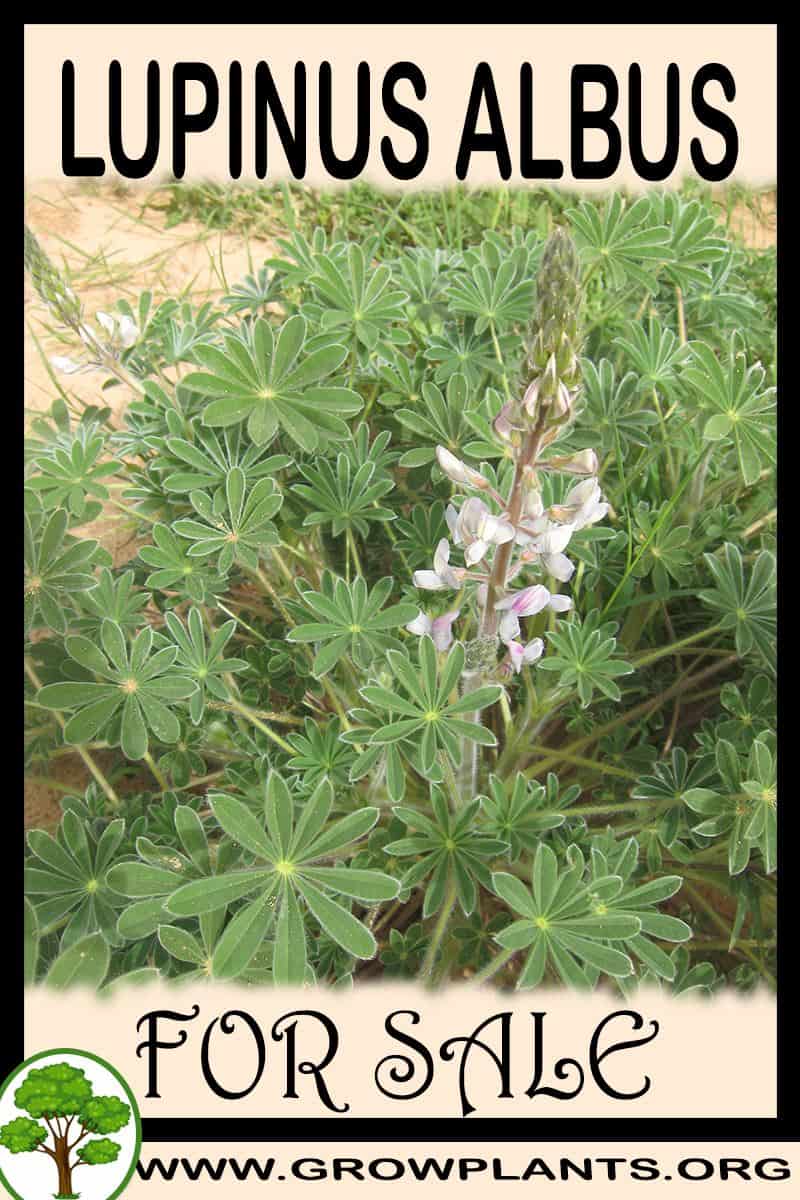 Lupinus albus
