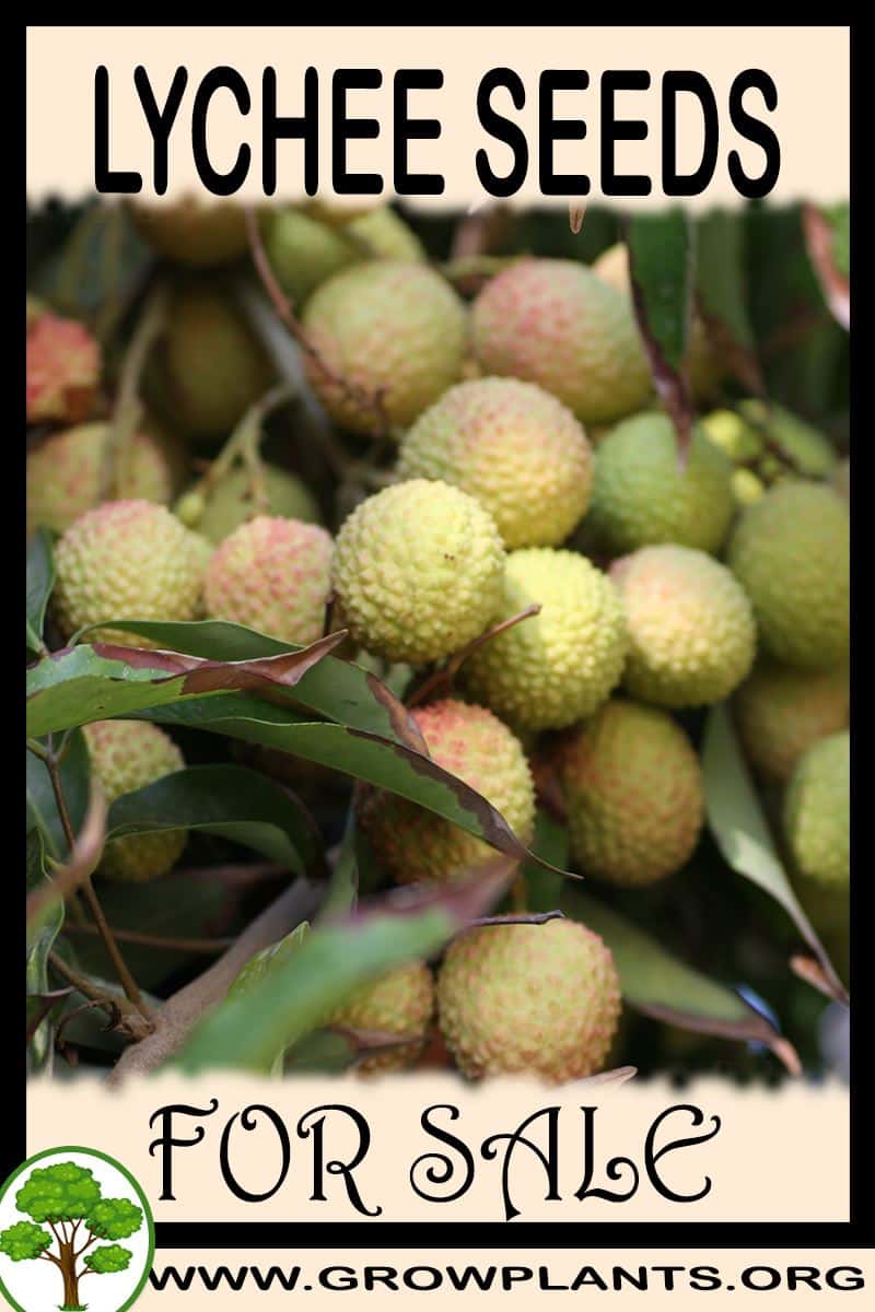 Lychee seeds
