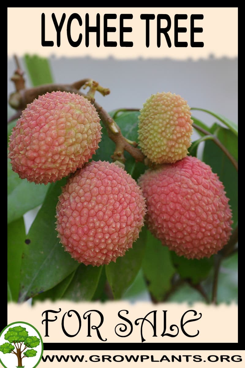 Lychee tree