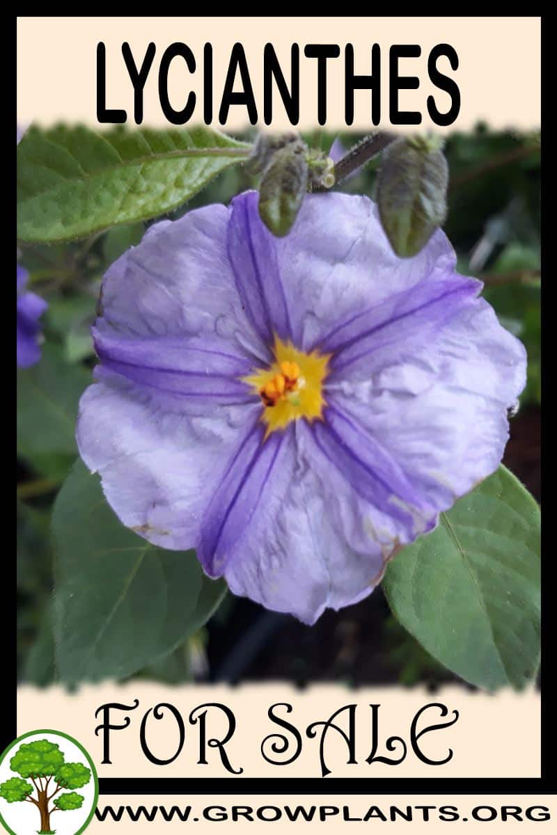 Lycianthes