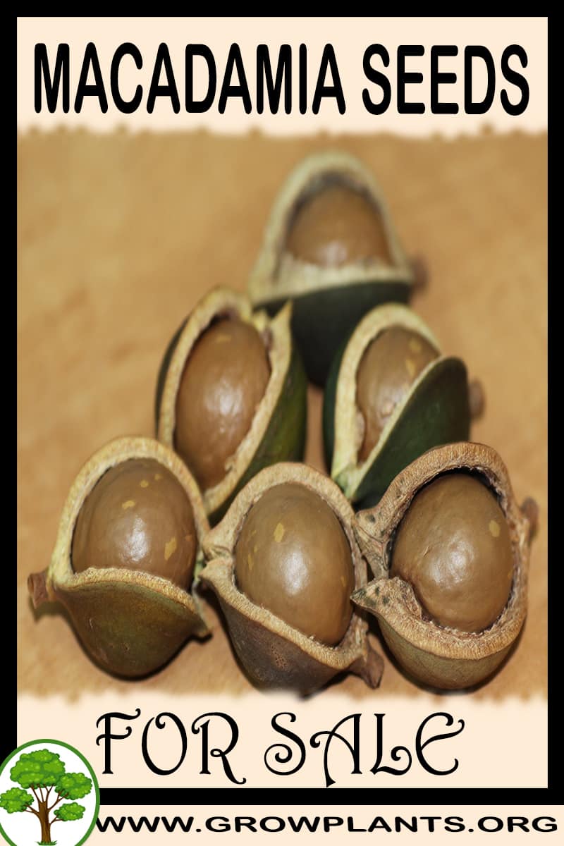 Macadamia seeds