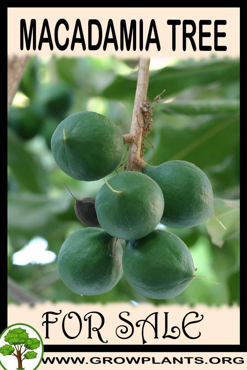 Macadamia tree