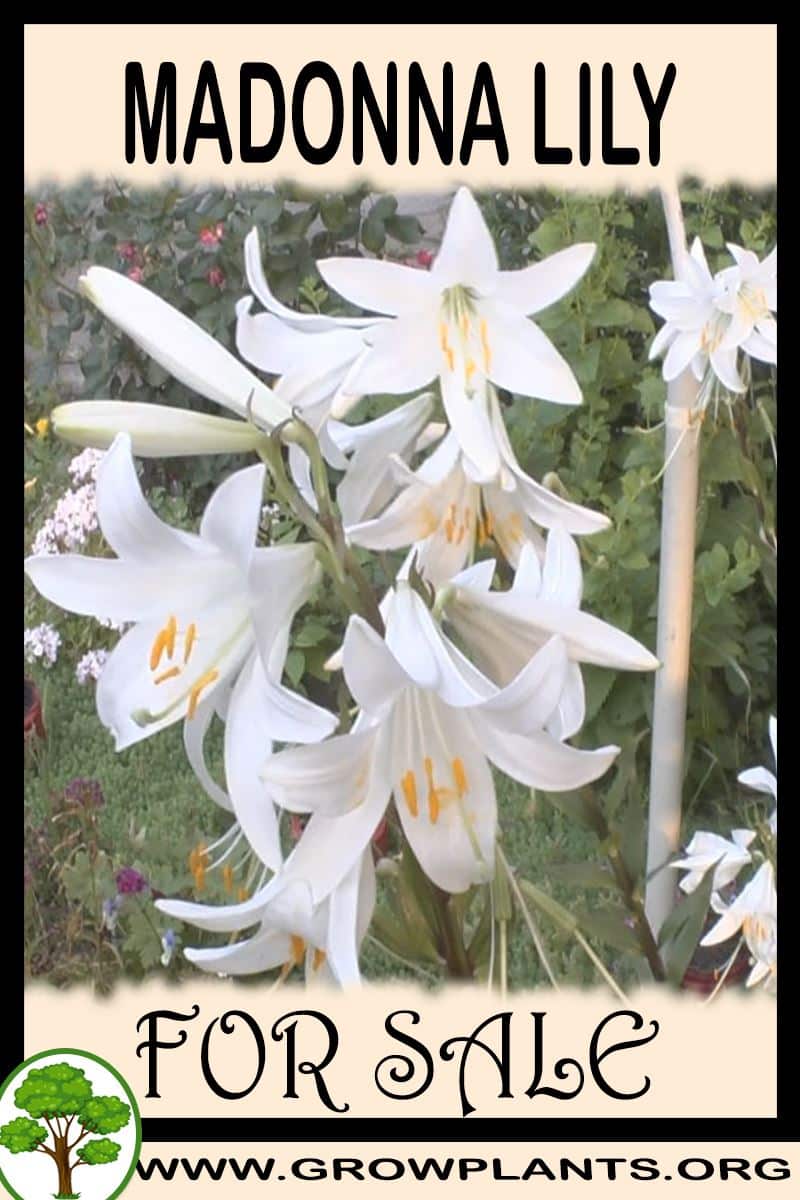 Madonna lily