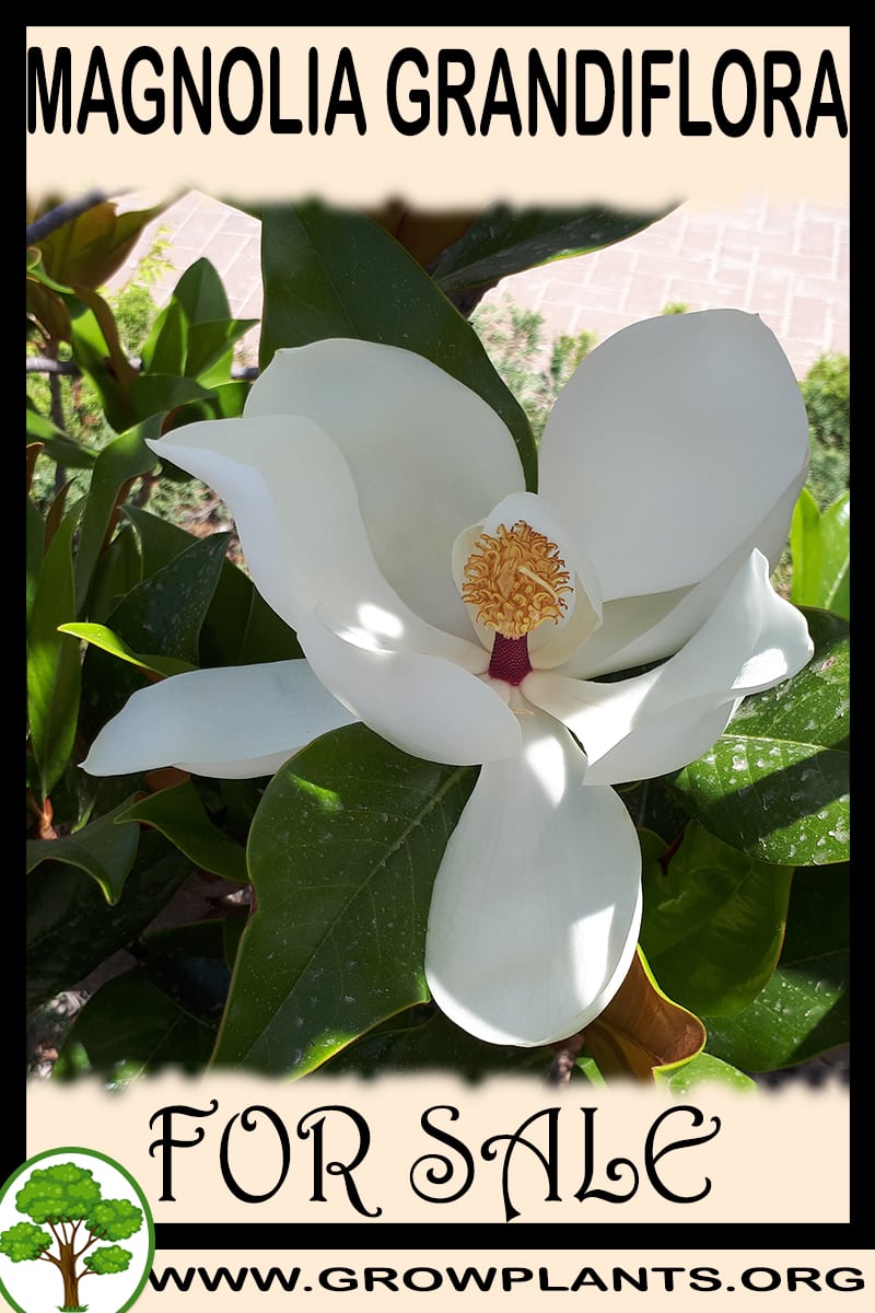 Magnolia grandiflora