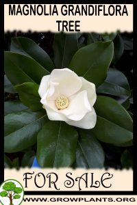 Magnolia grandiflora tree for sale