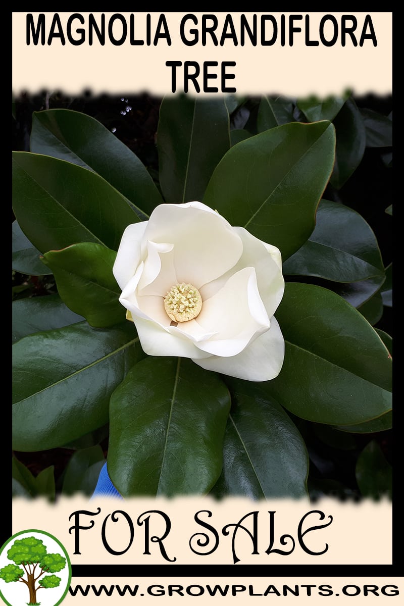 Magnolia grandiflora tree