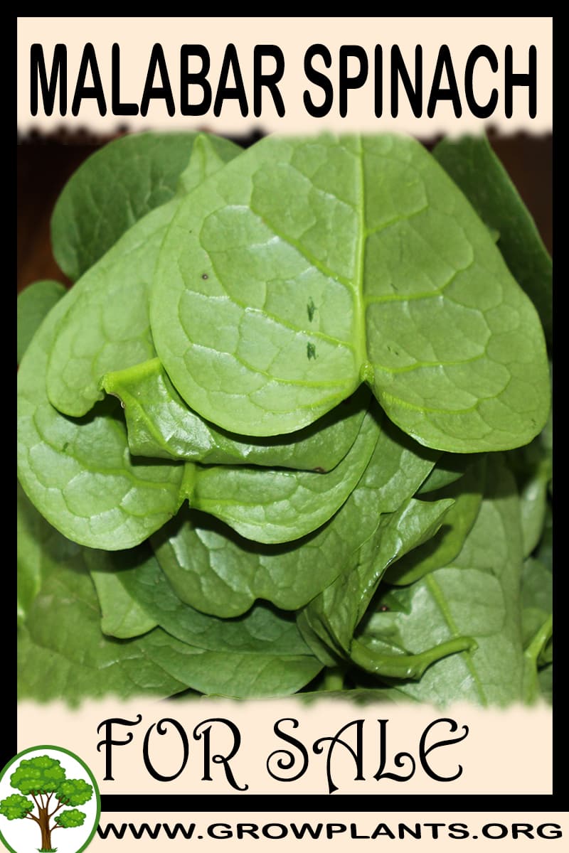 Malabar spinach plants