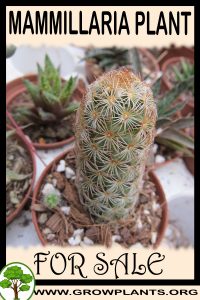 Mammillaria for sale