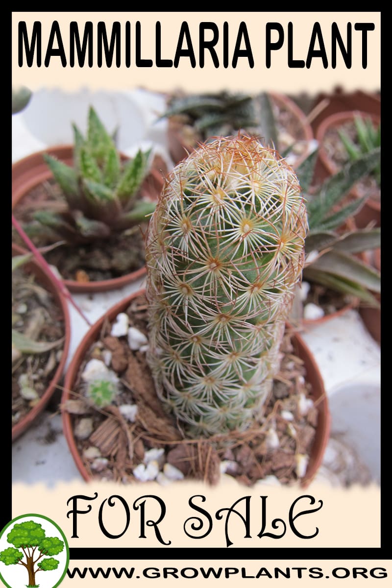Mammillaria