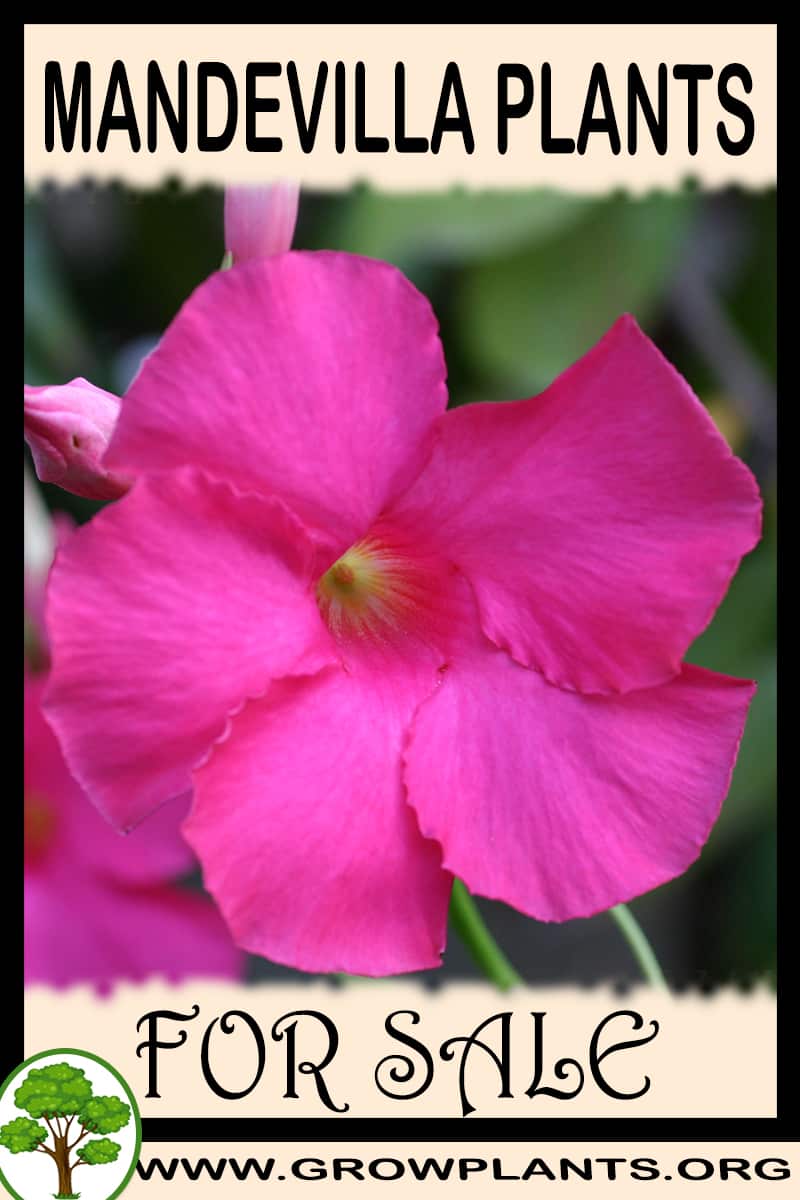 Mandevilla plants