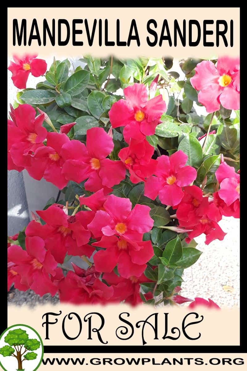 Mandevilla sanderi