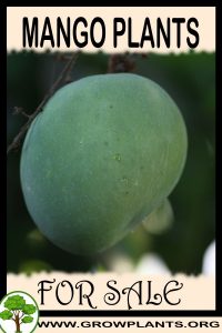 Mango plants for sale