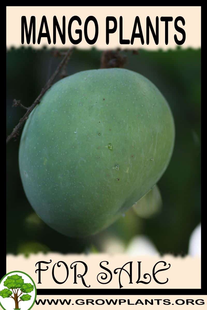 Mango plants