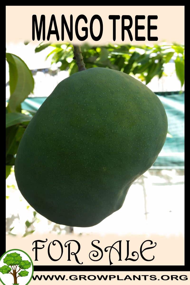 Mango tree