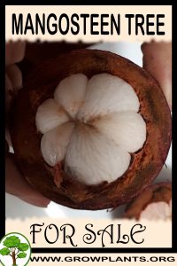 Mangosteen tree for sale