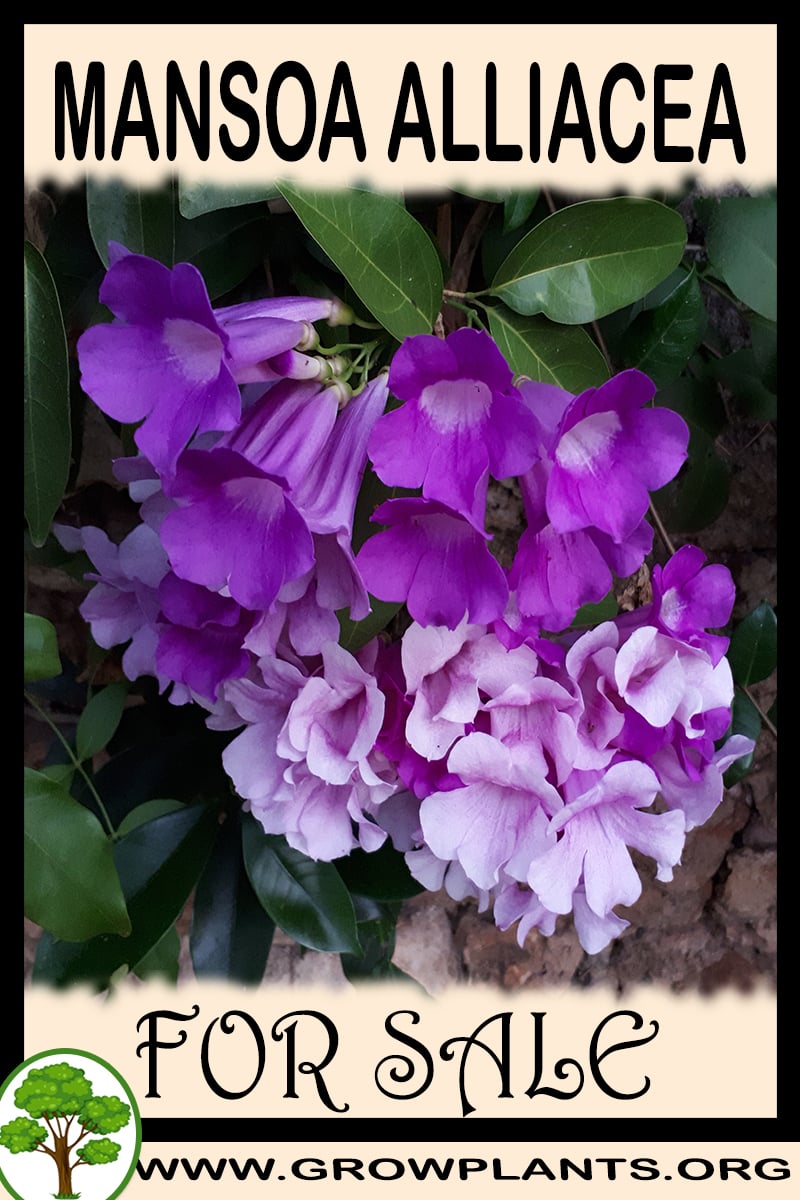 Mansoa alliacea