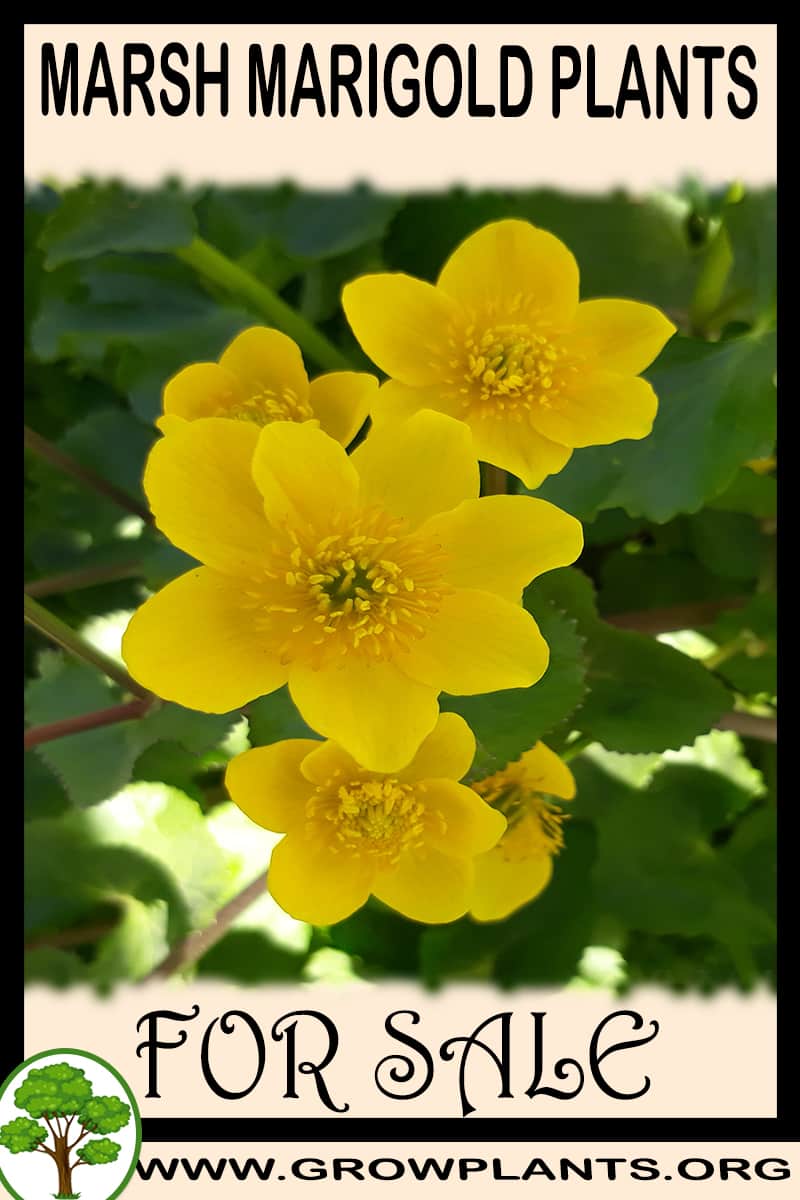Marsh marigold plants