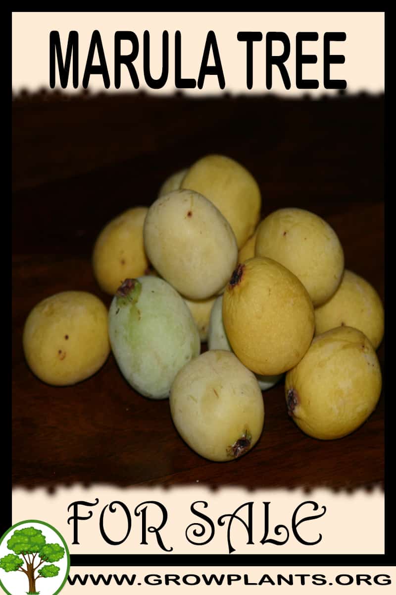 Marula tree